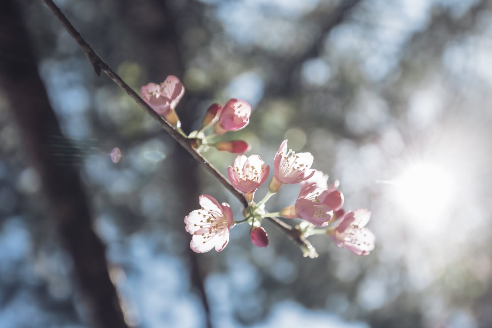 Canon EOS 6D + Canon EF 16-35mm F4L IS USM sample photo. Sakura flower, tree, flower photography