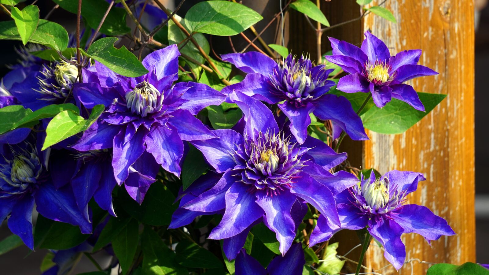Sony Alpha a5000 (ILCE 5000) + Sony E 55-210mm F4.5-6.3 OSS sample photo. Clematis, blue, flower photography