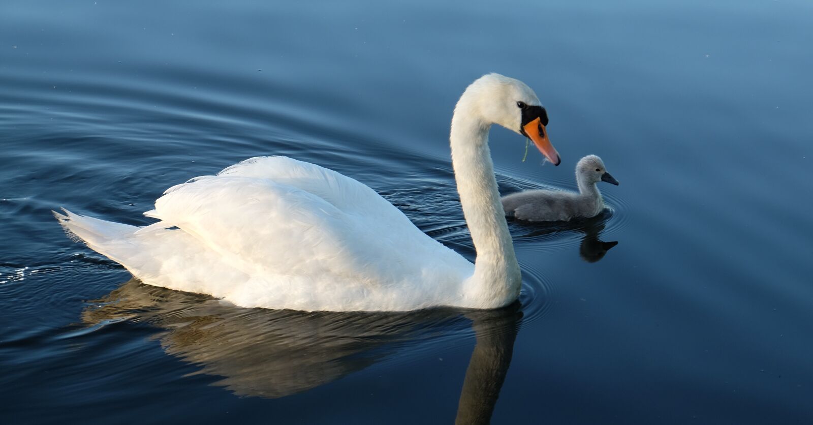 Fujifilm XC 16-50mm F3.5-5.6 OIS II sample photo. Birds, swan, with young photography