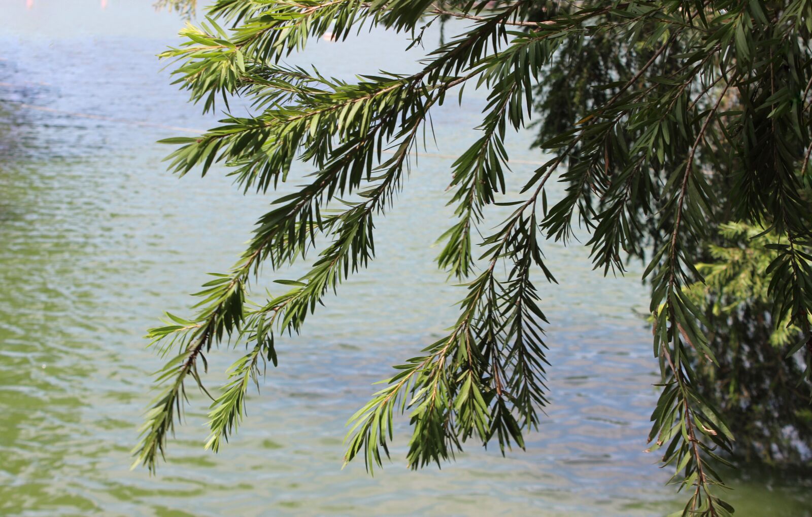 Canon EOS 600D (Rebel EOS T3i / EOS Kiss X5) sample photo. Vietnam, plant, asia photography