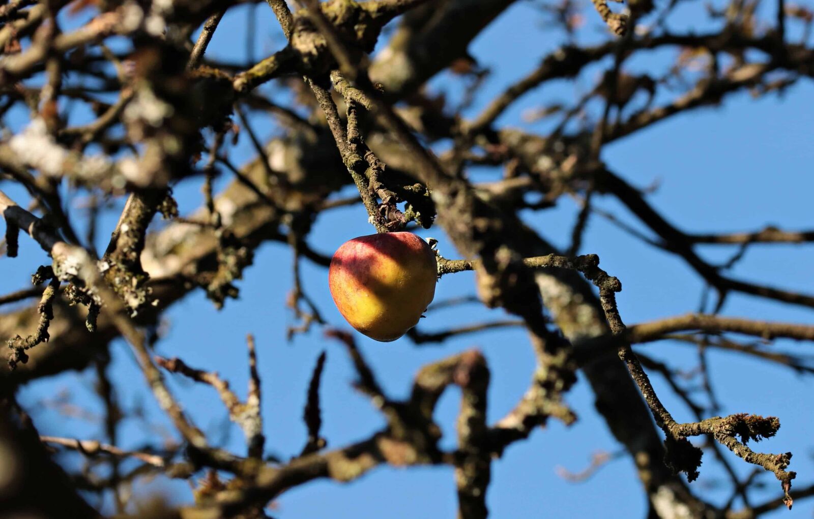 Canon EOS 80D sample photo. Branch, autumn, apple, orchard photography