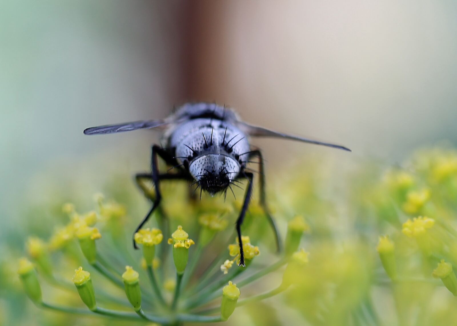 Canon EF-S 60mm F2.8 Macro USM sample photo. Nature, macro, insects photography