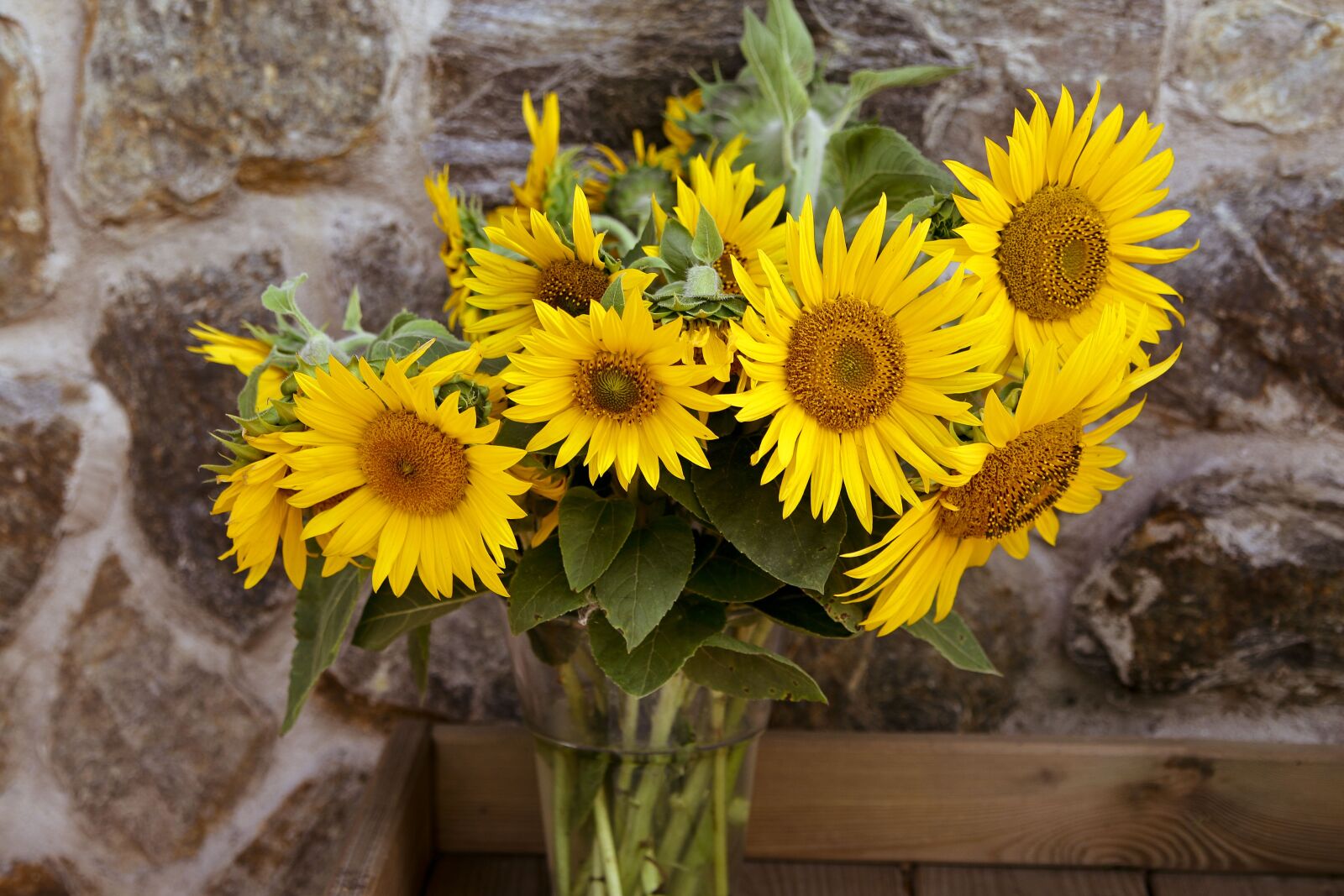 Canon EOS 7D Mark II sample photo. Sunflower, flower, summer photography