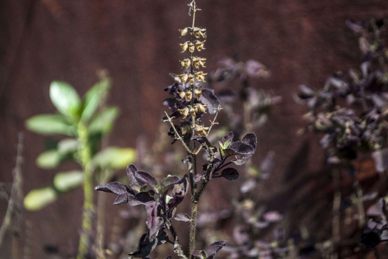 Nikon D3100 sample photo