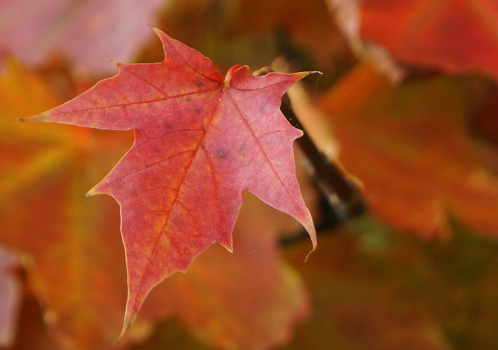 Sony SLT-A65 (SLT-A65V) + Sony DT 18-55mm F3.5-5.6 SAM sample photo. Nature, autumn leaf, autumn photography