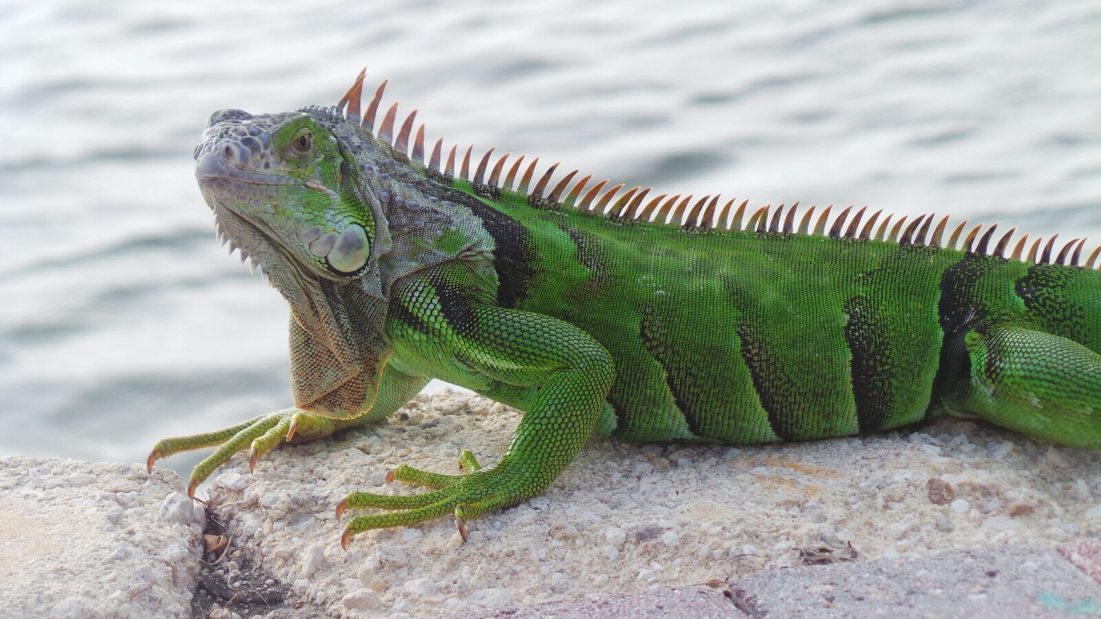 Samsung Galaxy Camera (Wi-Fi) sample photo. Iguana, reptile, nature photography
