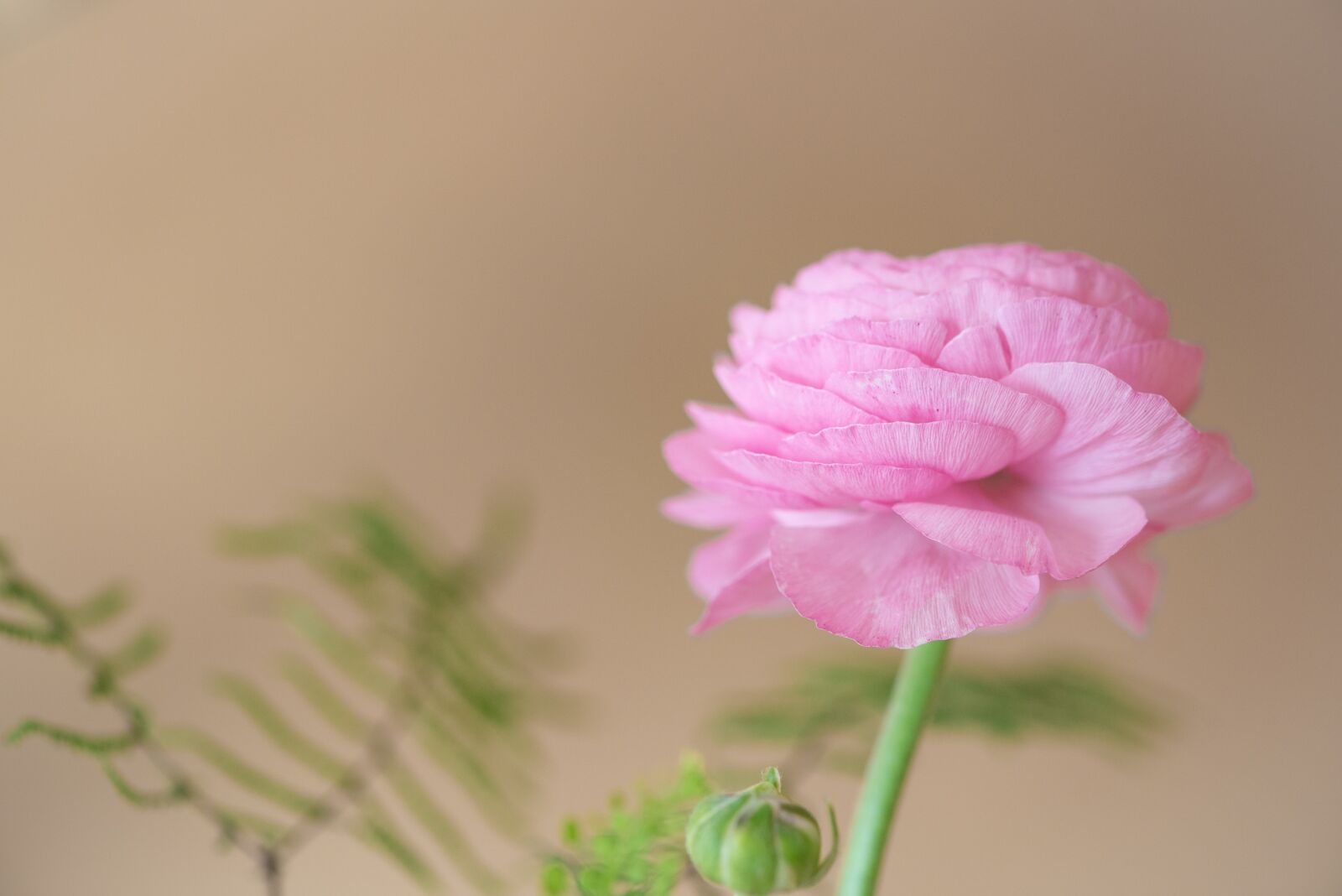 Nikon D750 sample photo. Ranunculus, blossom, bloom photography