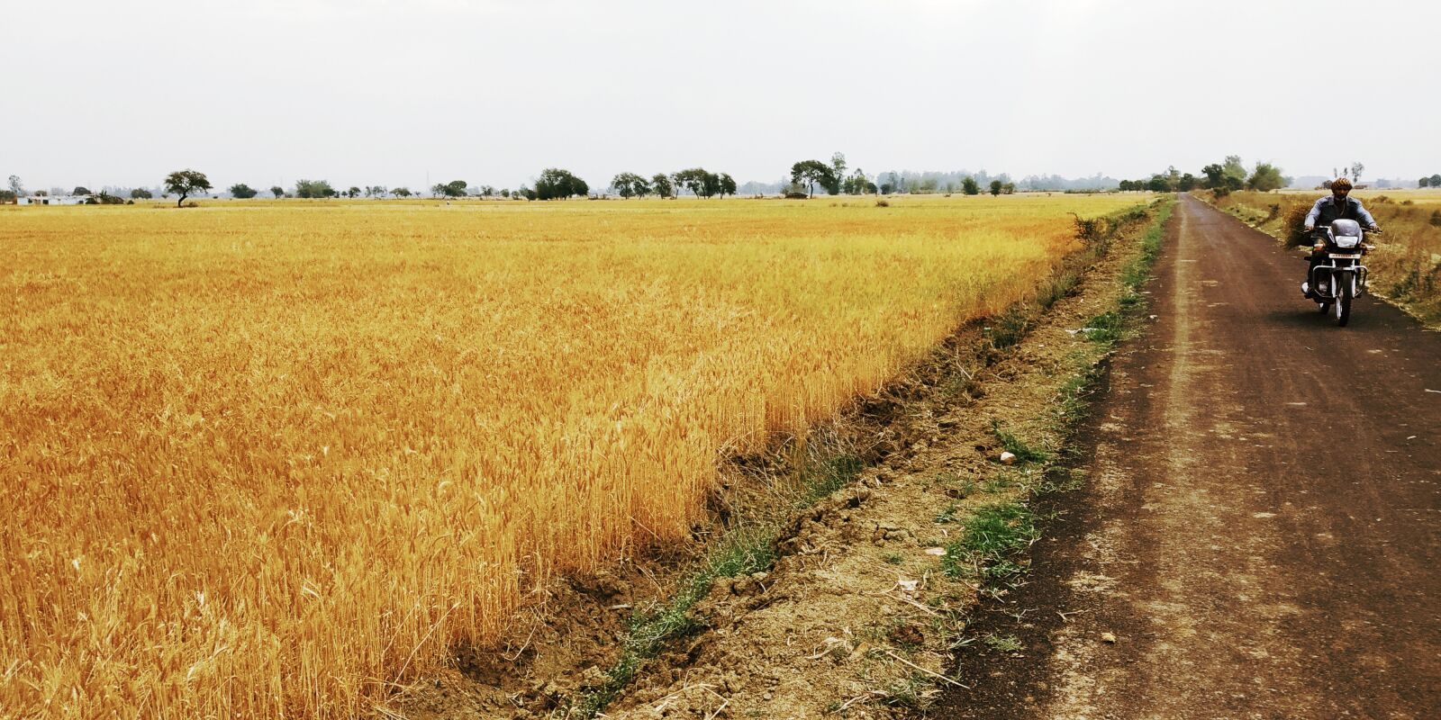 Xiaomi Redmi Y2 sample photo. Wheat, wheat field, india photography