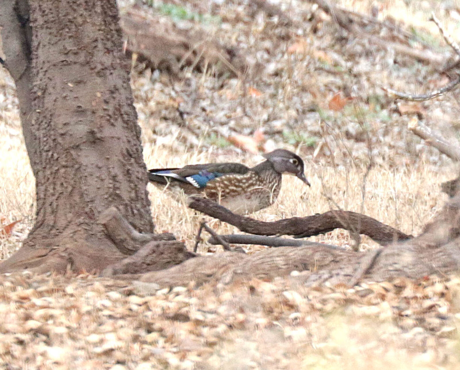 Canon EOS 750D (EOS Rebel T6i / EOS Kiss X8i) sample photo
