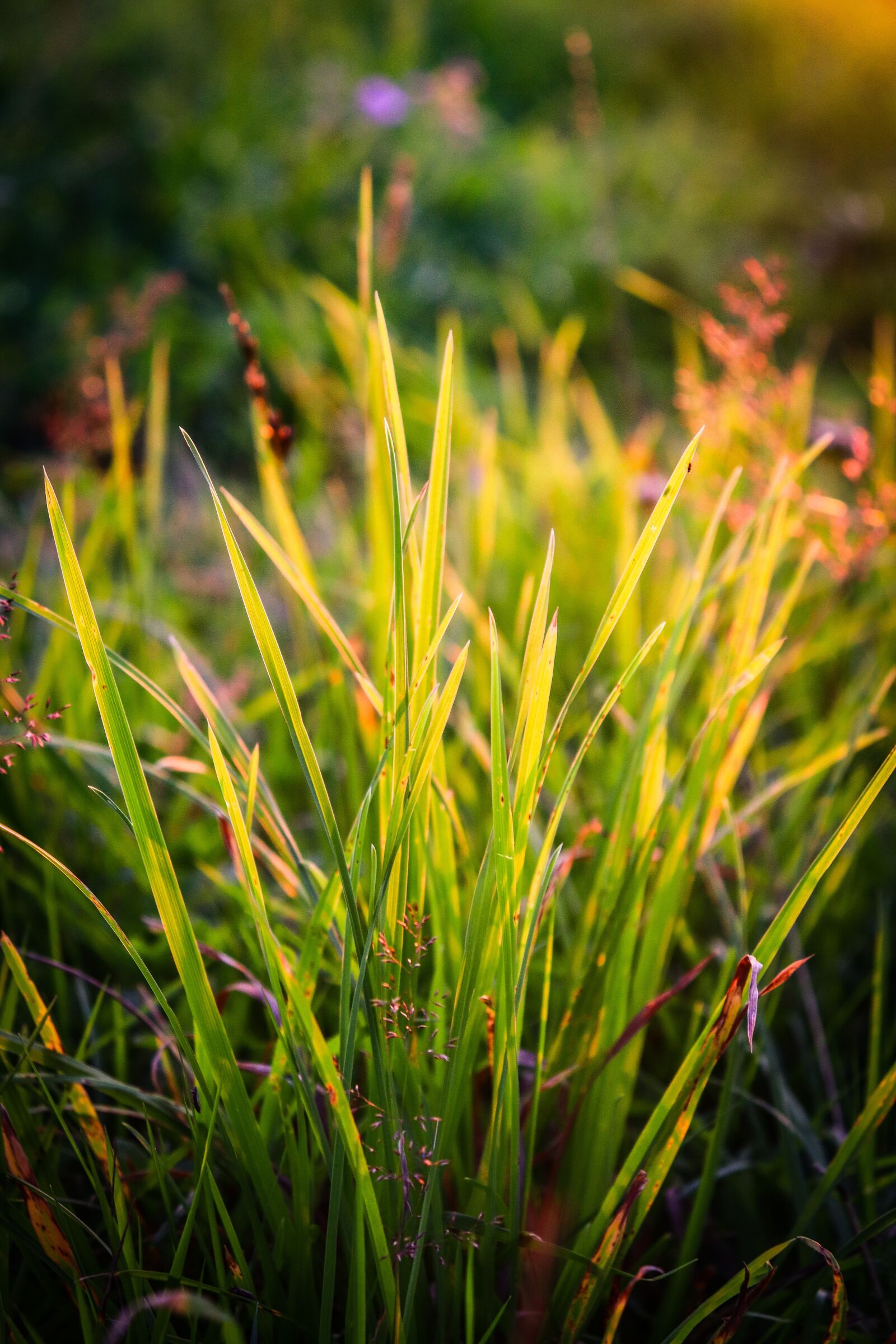 Canon EOS 200D (EOS Rebel SL2 / EOS Kiss X9) sample photo. Grass, meadow, greens photography