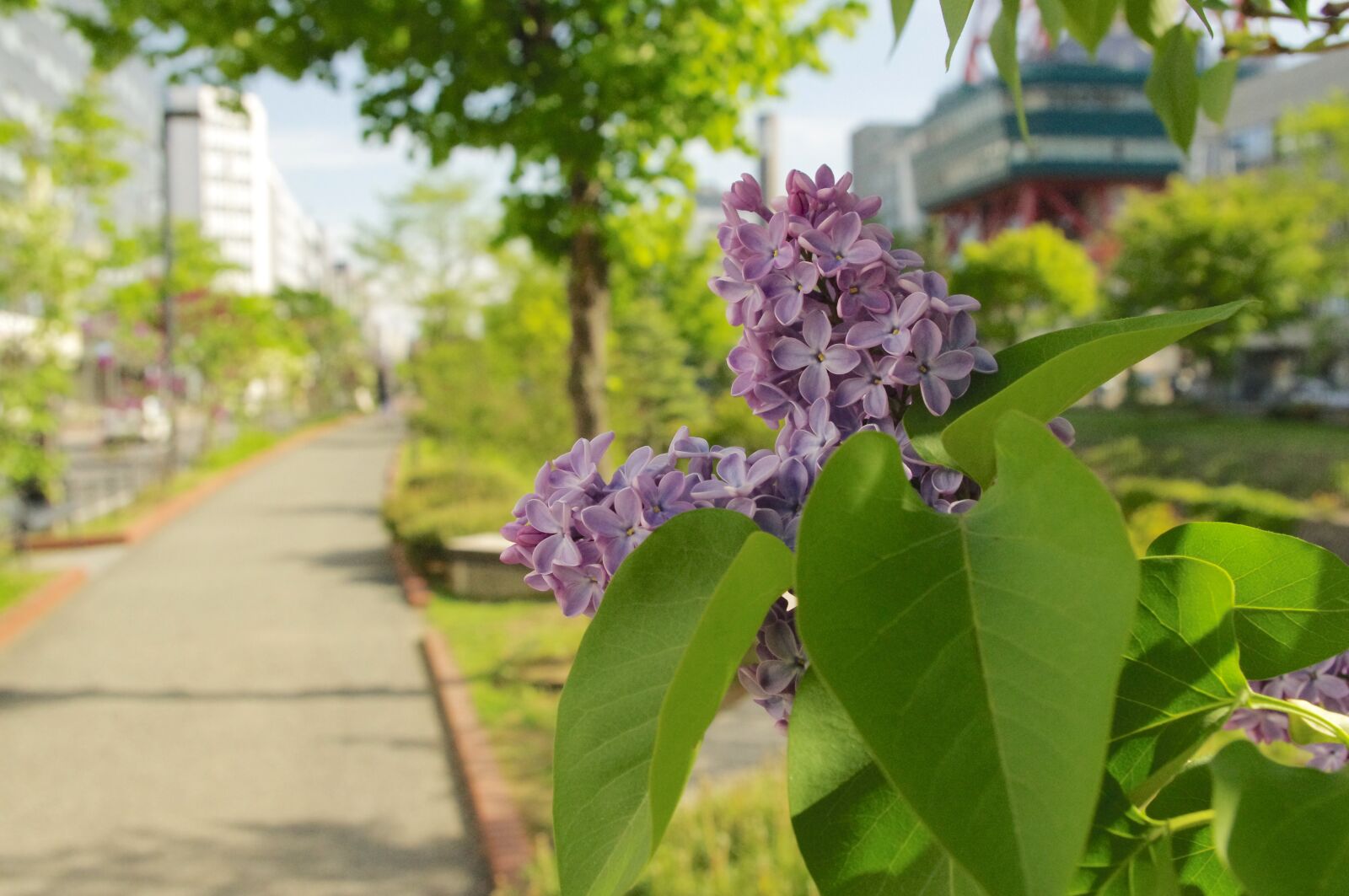 Pentax K-r sample photo. Lilac, path, spring photography