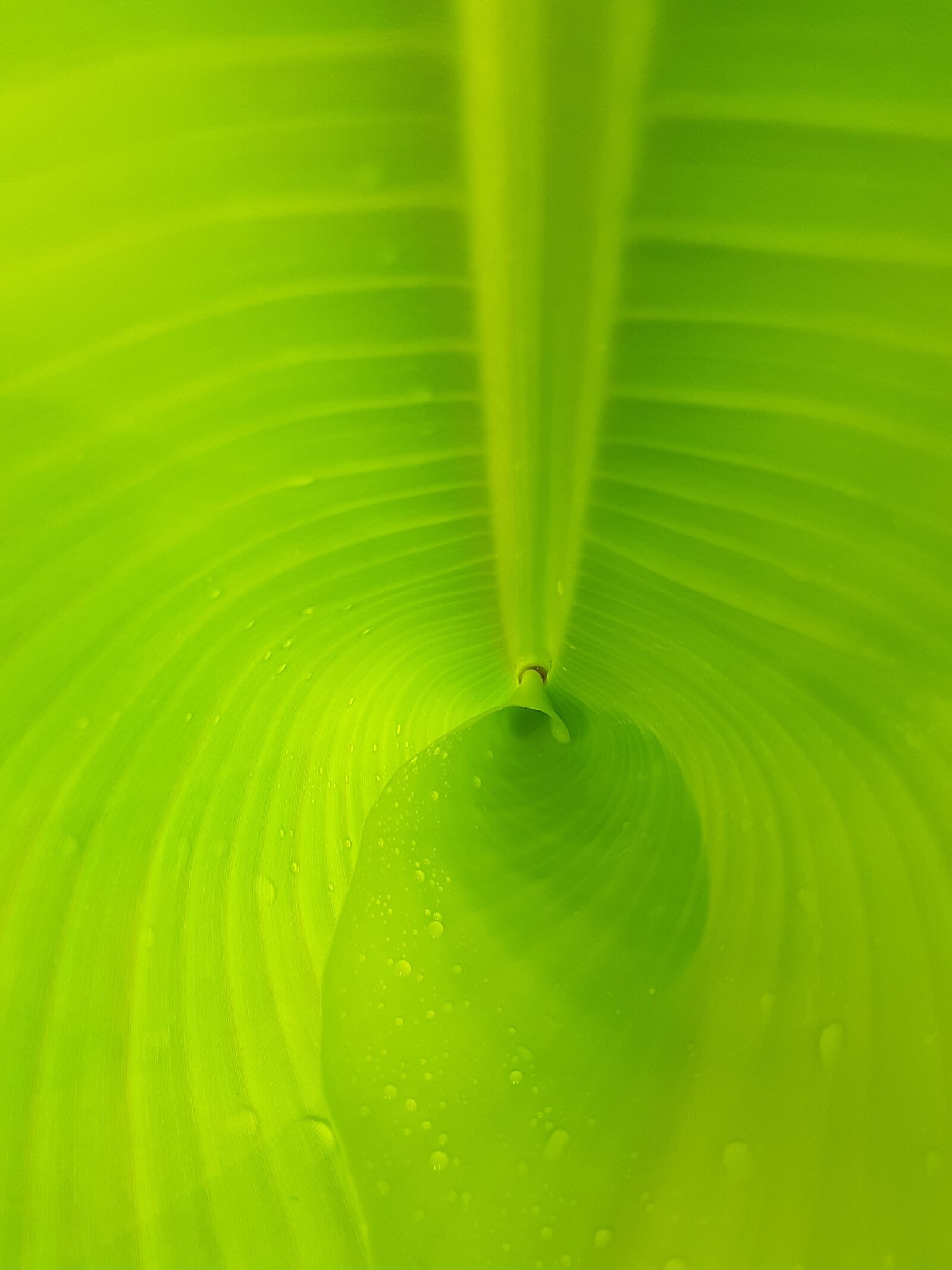 Samsung Galaxy J3 sample photo. Palm, leaf, banana photography