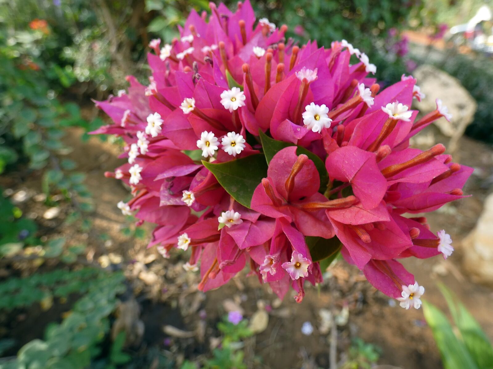Panasonic Lumix DC-FZ80 (Lumix DC-FZ82) sample photo. Bougainvillea, bouquet, pink photography