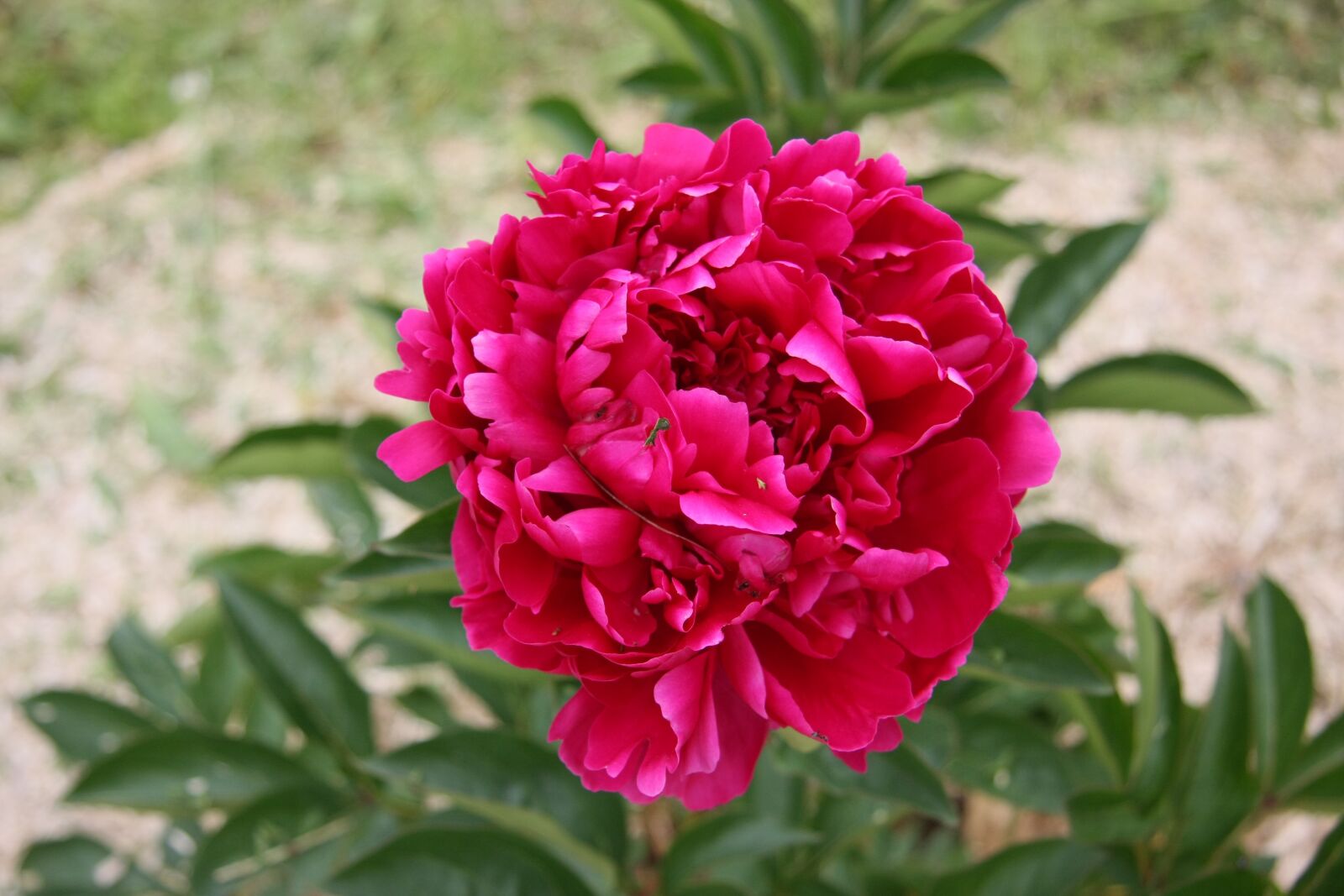Canon EOS 40D sample photo. Flower, plant, nature photography
