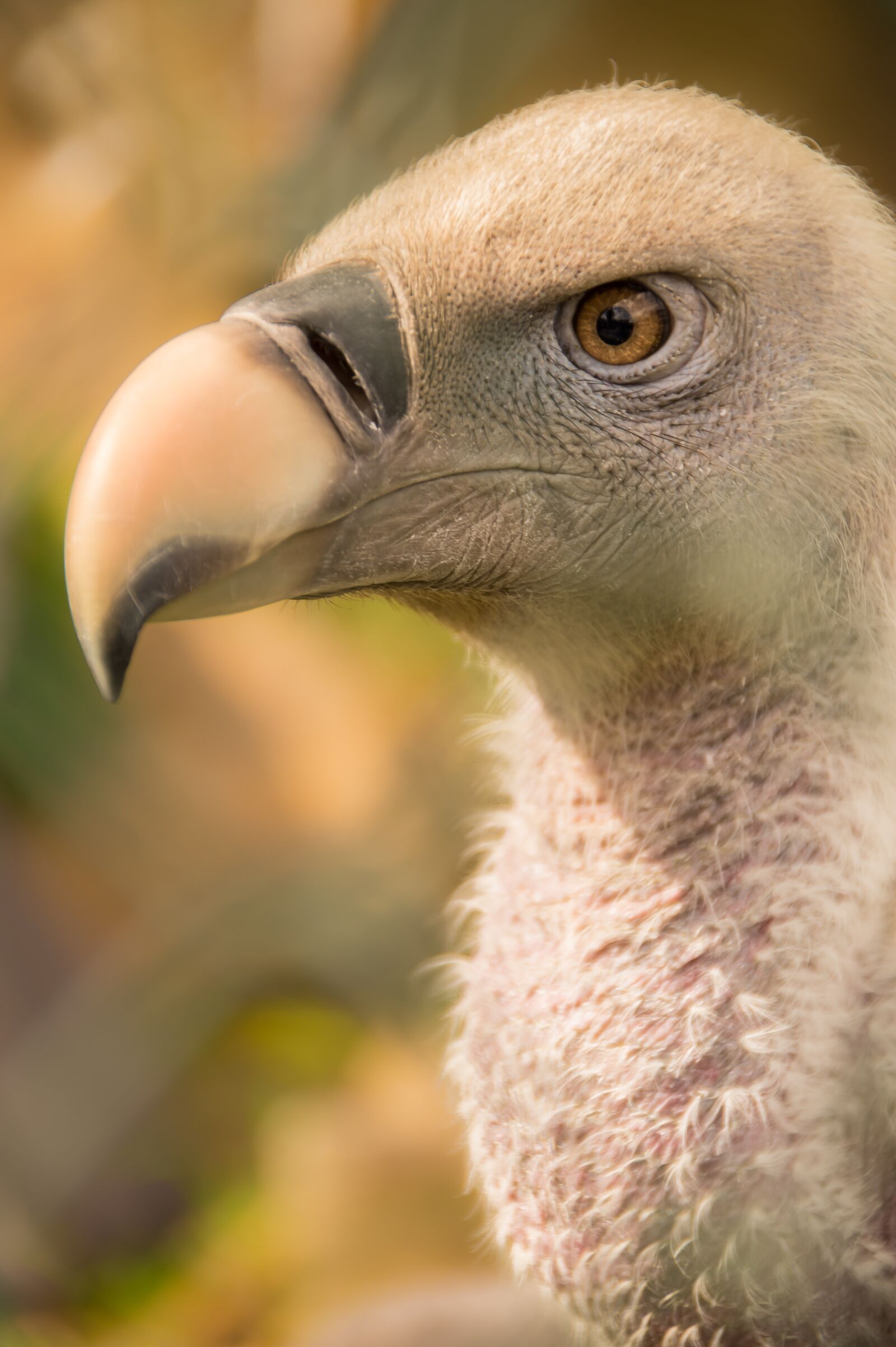 Sony SLT-A58 sample photo. Bird, vulture, nature photography