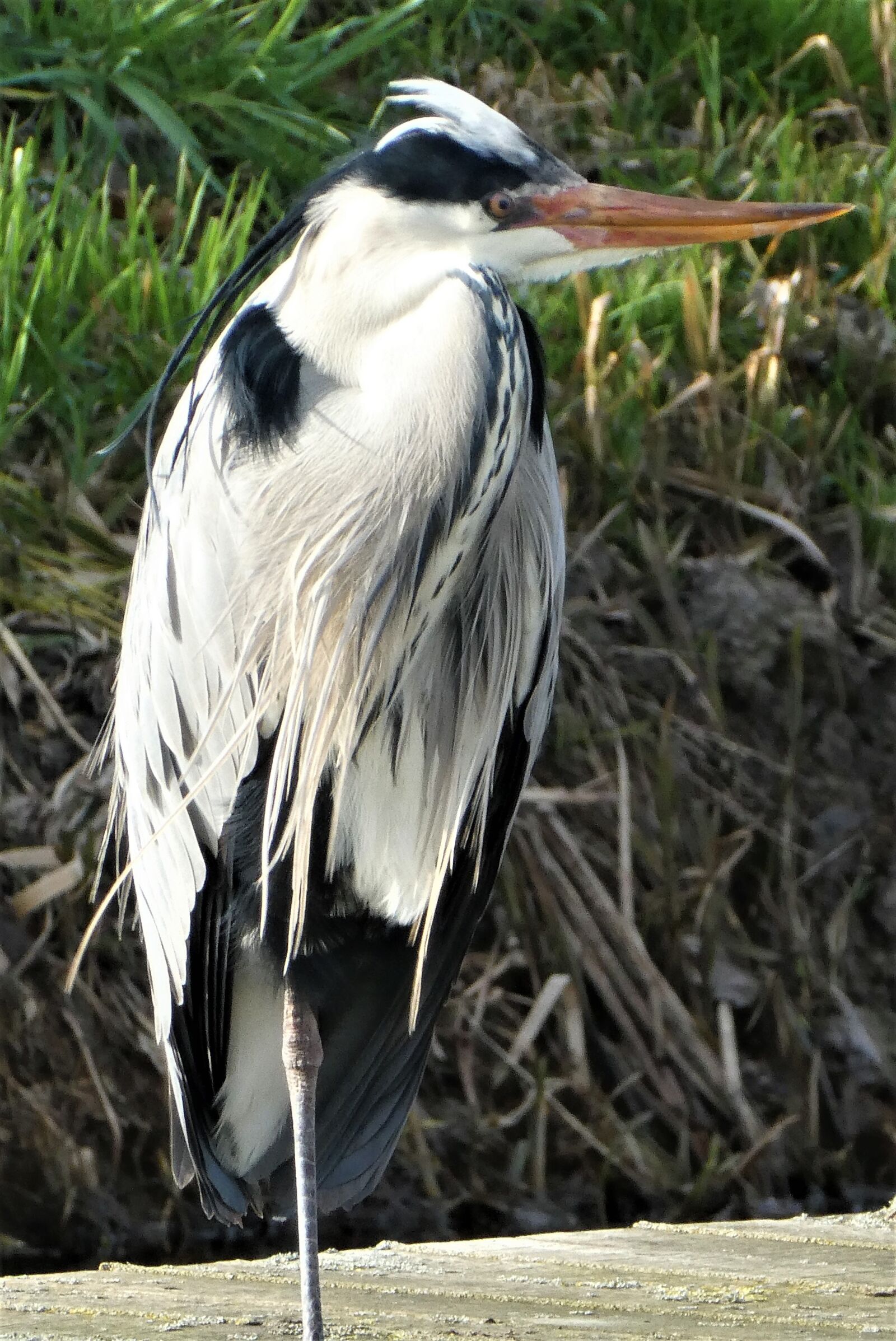Panasonic Lumix DC-ZS70 (Lumix DC-TZ90) sample photo. Heron, head, feathers photography