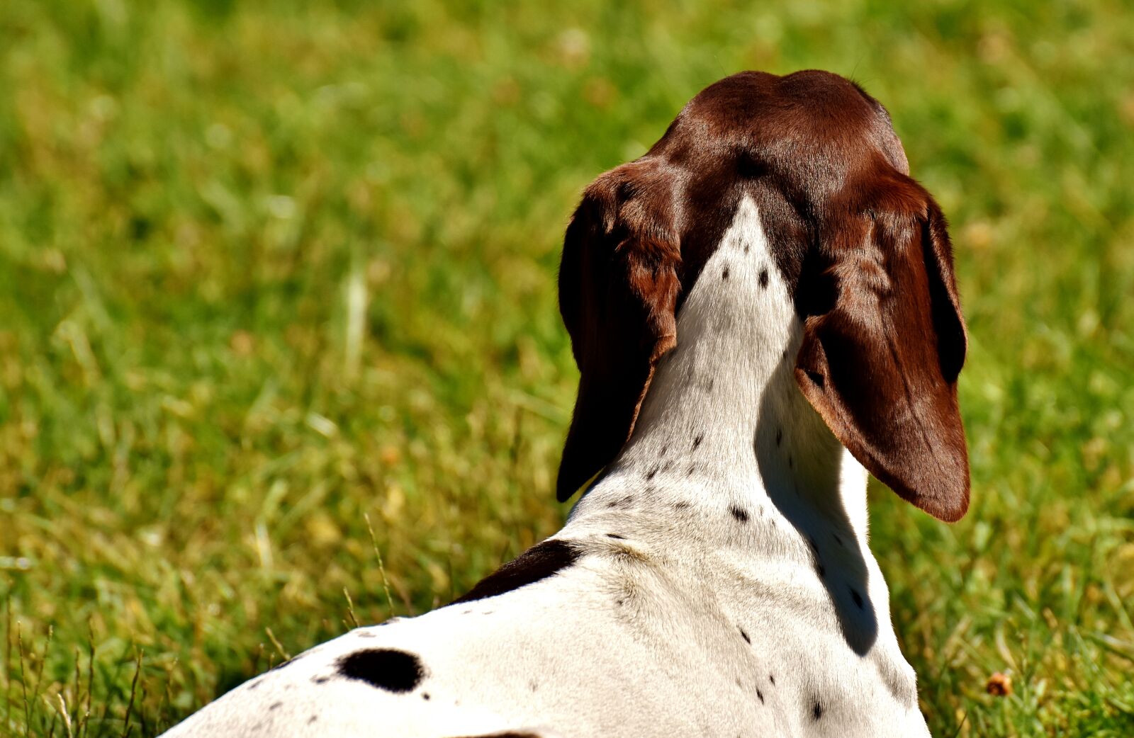 Nikon D7200 sample photo. Dog, meadow, dear photography