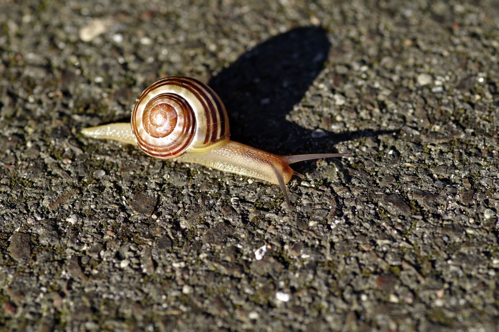 Pentax K-S2 sample photo. Snail, seashell, strips photography