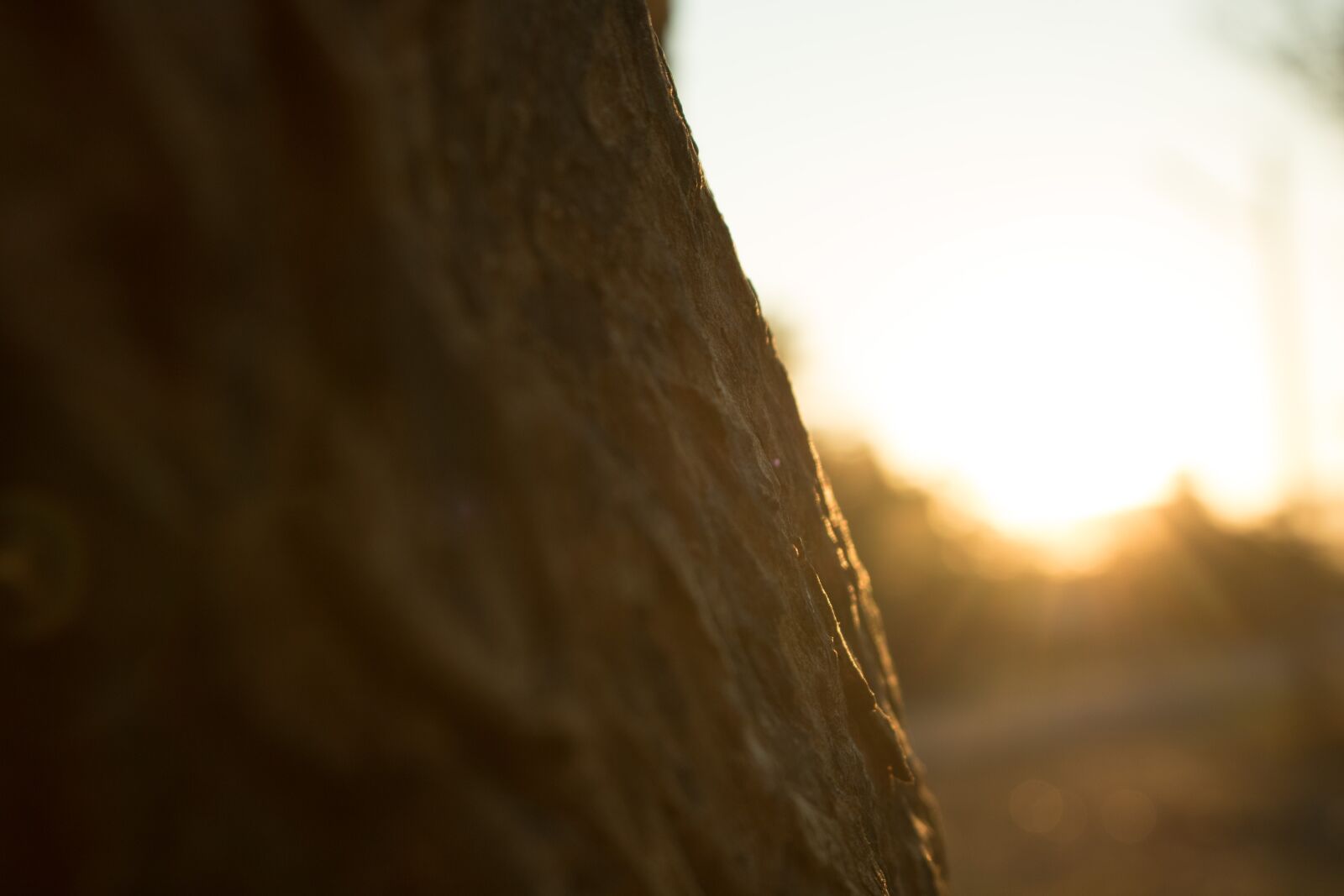 Canon EOS 750D (EOS Rebel T6i / EOS Kiss X8i) sample photo. Tree, sun, flare photography