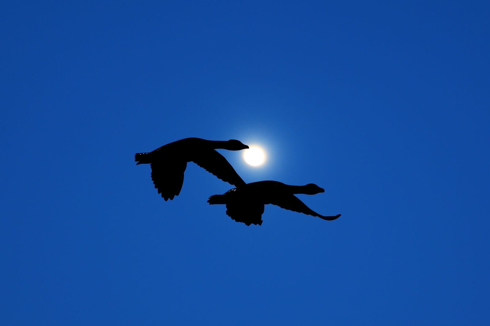 Canon PowerShot G1 X Mark III sample photo. Night, moon, sky photography