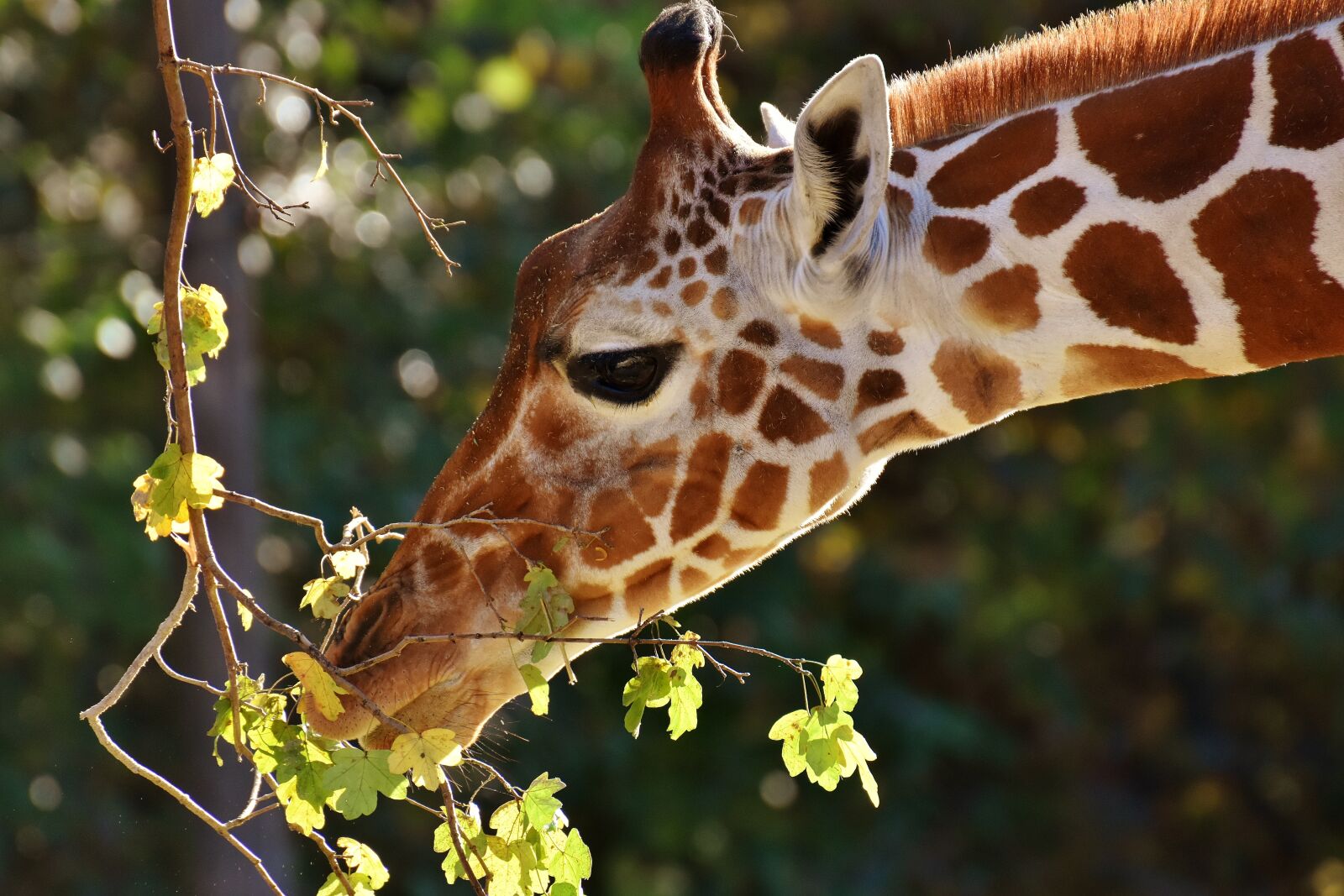 Nikon D7200 sample photo. Giraffe, zoo, animal photography