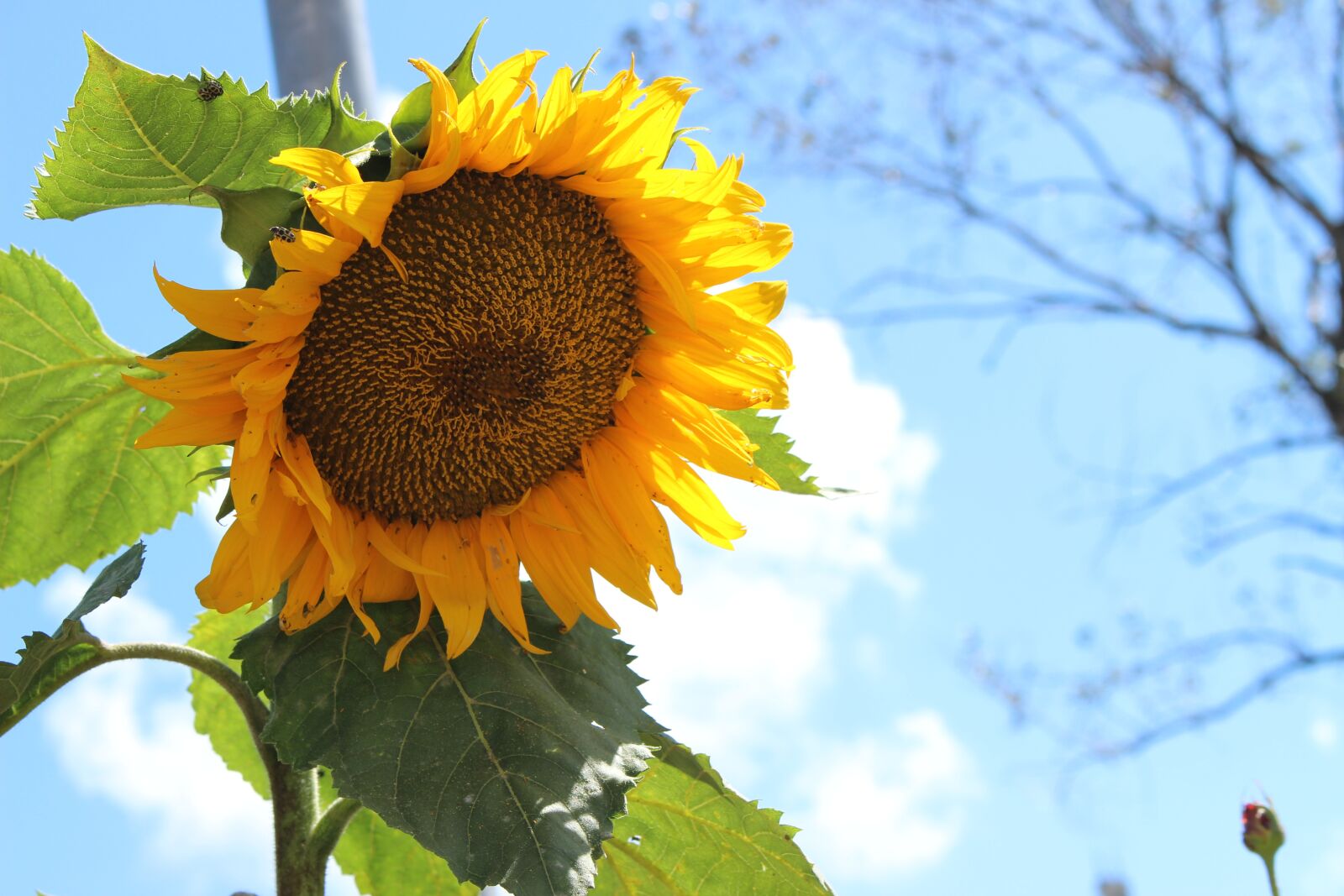 Canon EOS 100D (EOS Rebel SL1 / EOS Kiss X7) sample photo. Sunflower, sky, yellow photography