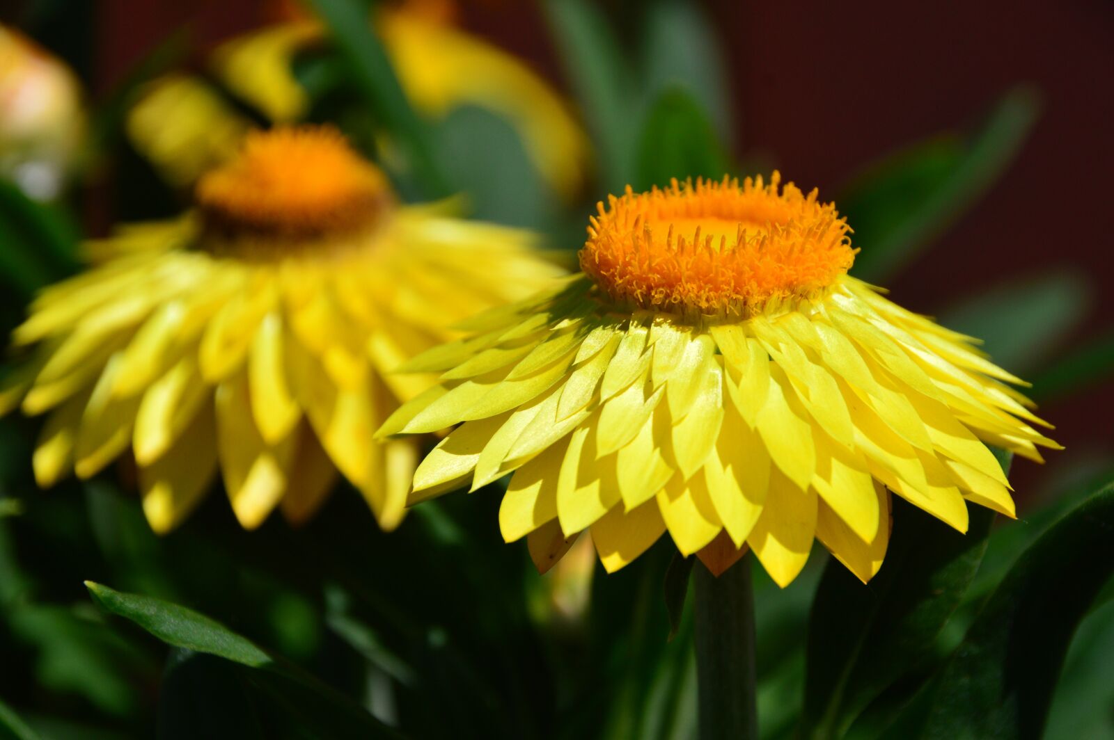 Nikon D3200 sample photo. Flower, yellow, nature photography