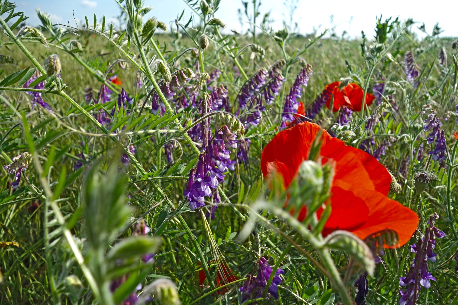 Sony Cyber-shot DSC-RX100 sample photo. Summer meadow, poppies, vetches photography
