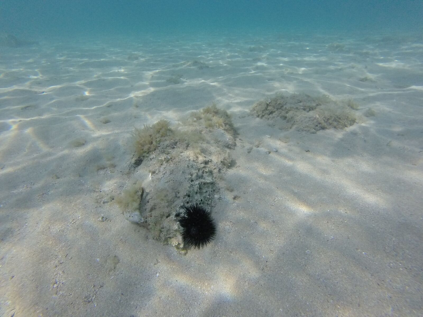 GoPro HERO sample photo. Sea ​​urchin, croatia, curly photography