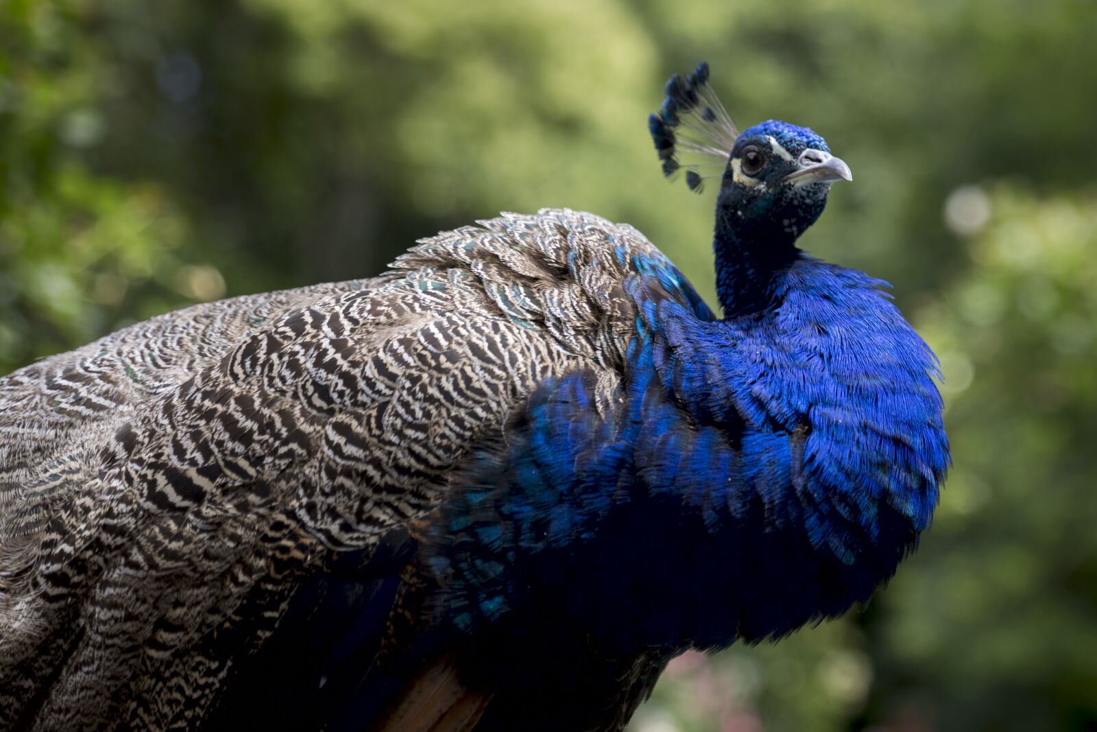 Canon EOS 6D sample photo. Ave, fauna, peacock photography