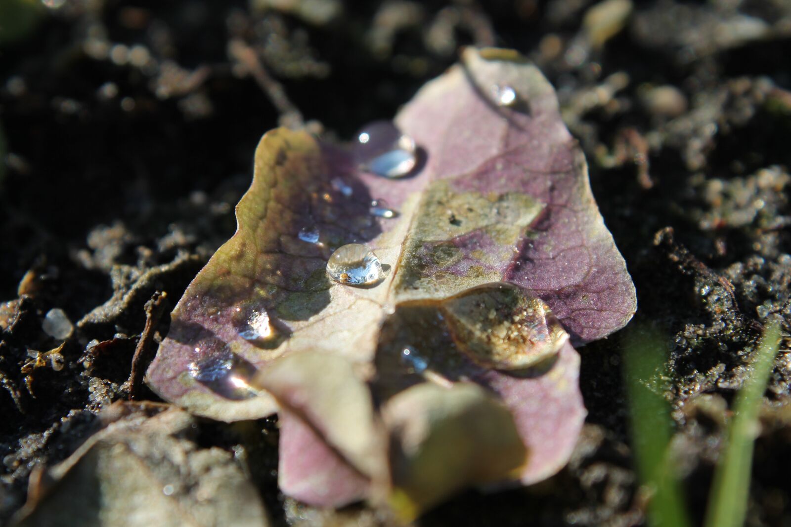 Canon EOS 1100D (EOS Rebel T3 / EOS Kiss X50) sample photo. Leaf, nature, droplet photography