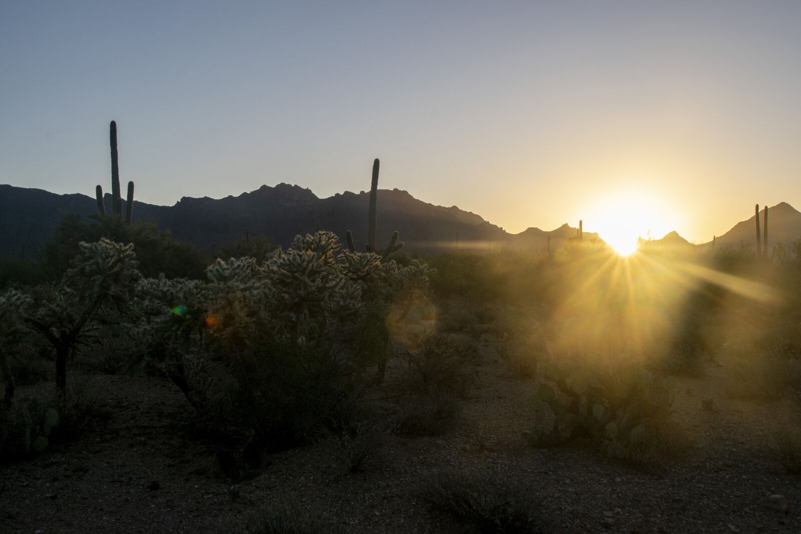 Nikon D3300 sample photo. Saguaro, desert, sonora photography