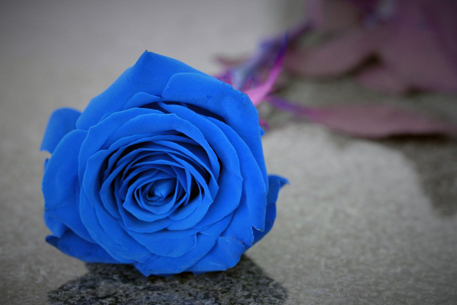 Canon EOS 550D (EOS Rebel T2i / EOS Kiss X4) sample photo. Blue rose on grave photography