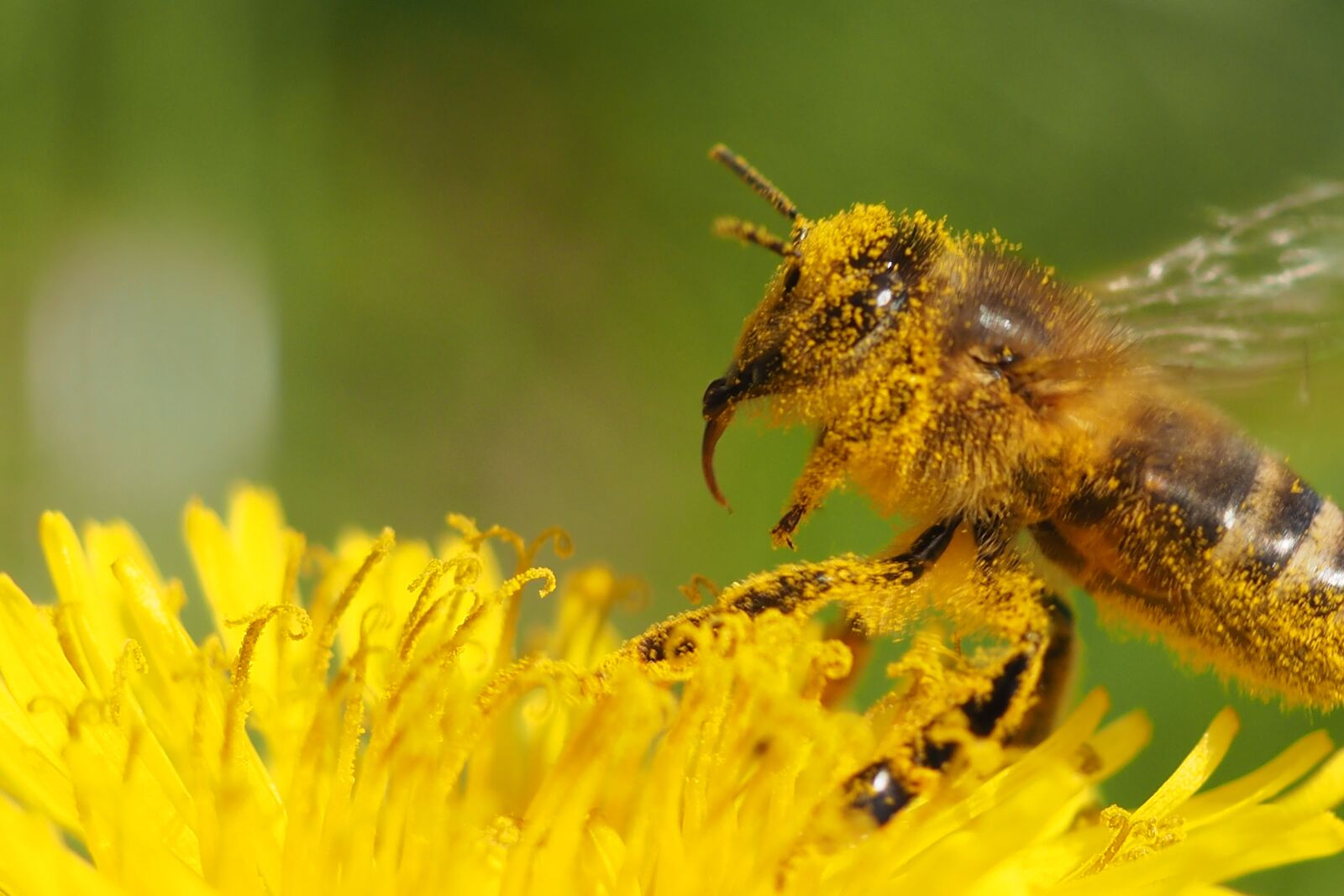 Olympus OM-D E-M10 sample photo. Bee, flower, insect photography