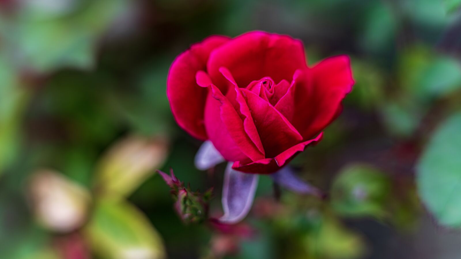 Sony FE 85mm F1.8 sample photo. Rose, red, flower photography