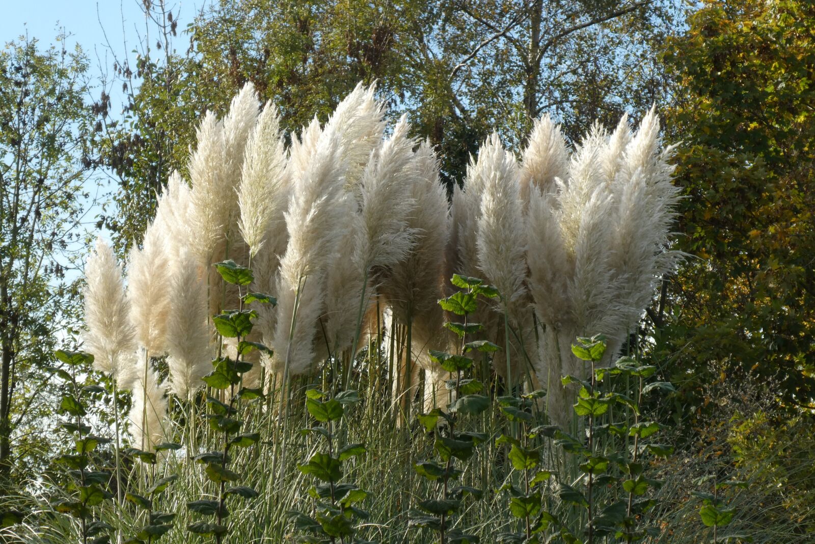 Panasonic Lumix DC-ZS70 (Lumix DC-TZ90) sample photo. Plumes, plant, plume photography