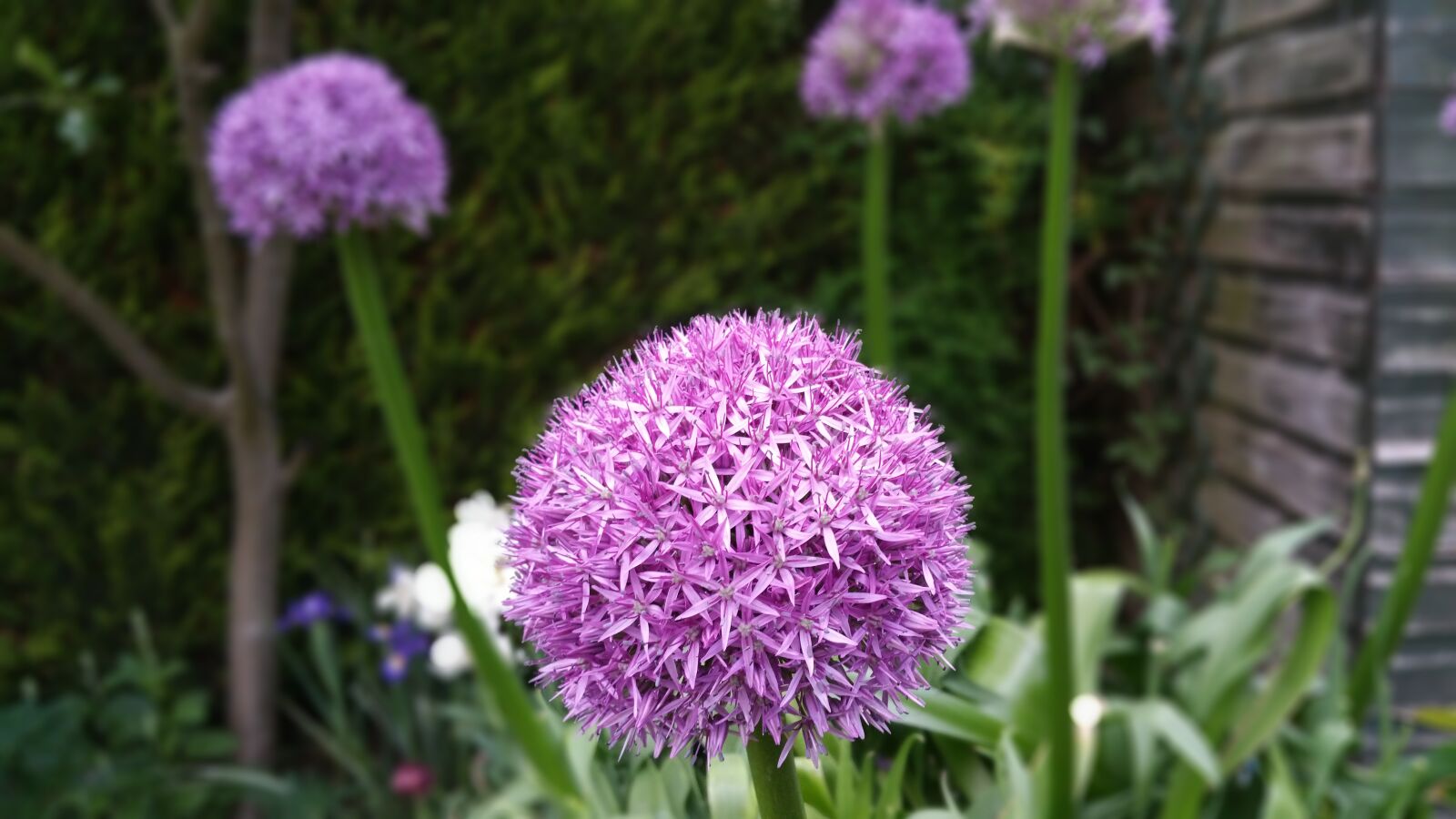 Samsung Galaxy Note4 sample photo. Ilium, purple, bloom photography
