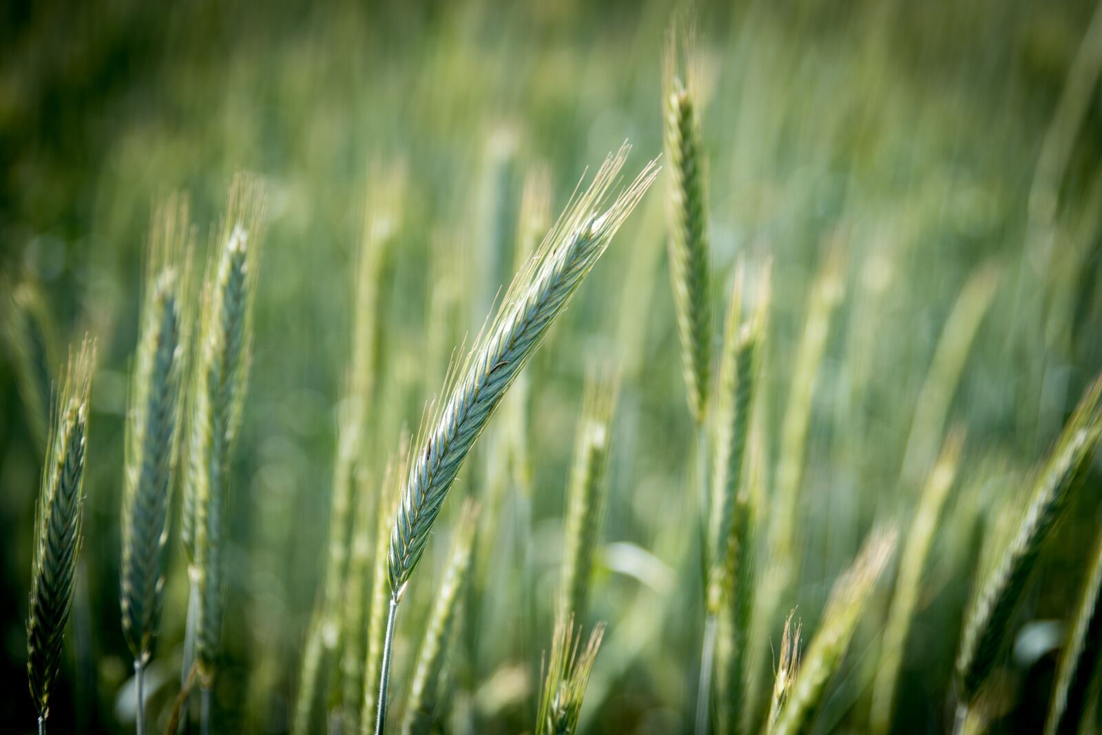 Nikon D750 sample photo. Rye, cereals, field photography