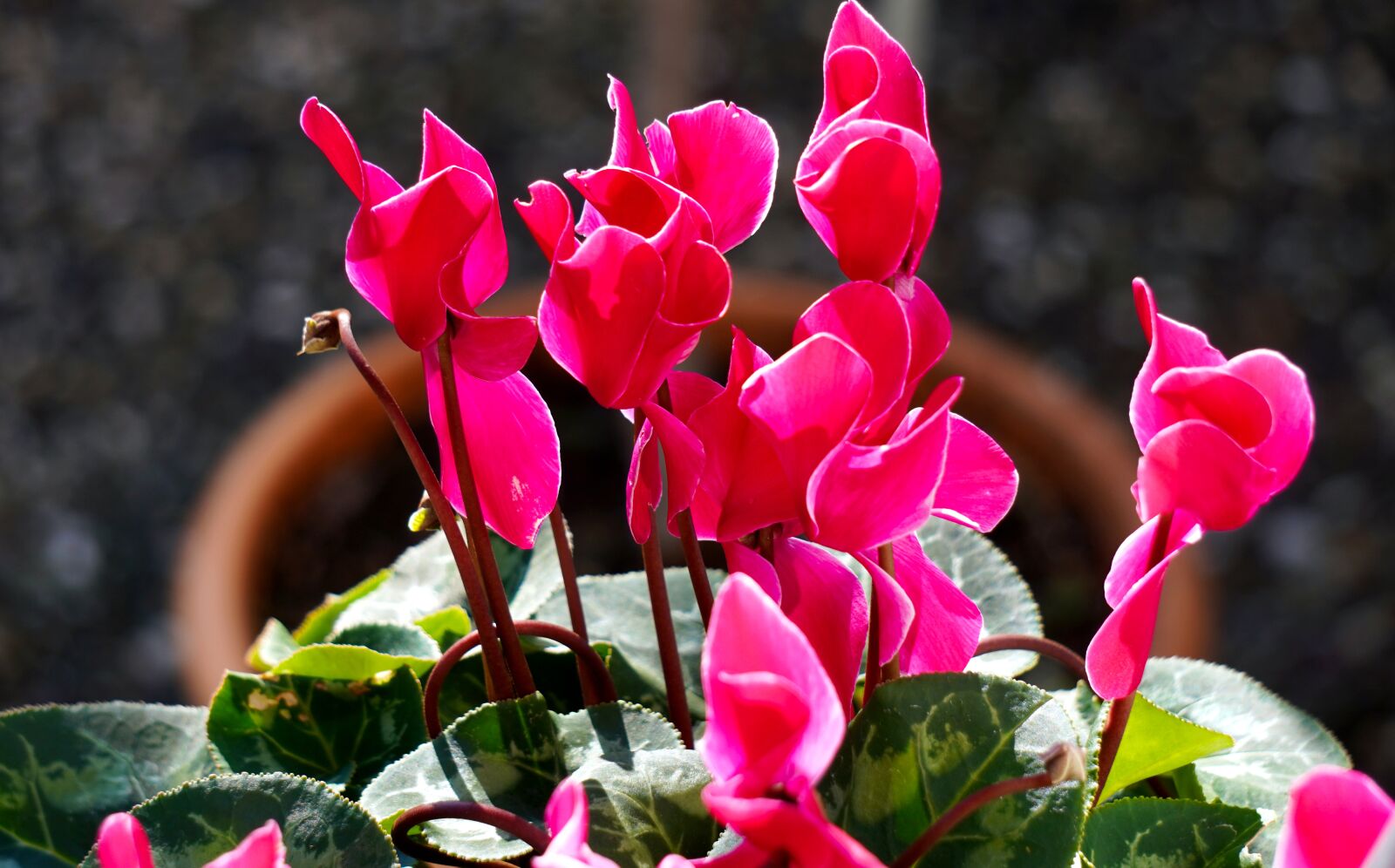 Sony E 55-210mm F4.5-6.3 OSS sample photo. Cyclamen, blossom, bloom photography