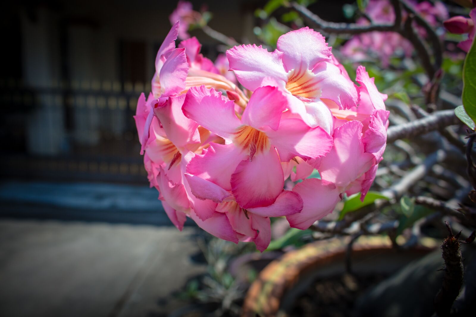 Canon EOS 700D (EOS Rebel T5i / EOS Kiss X7i) sample photo. Invited to visit, flower photography