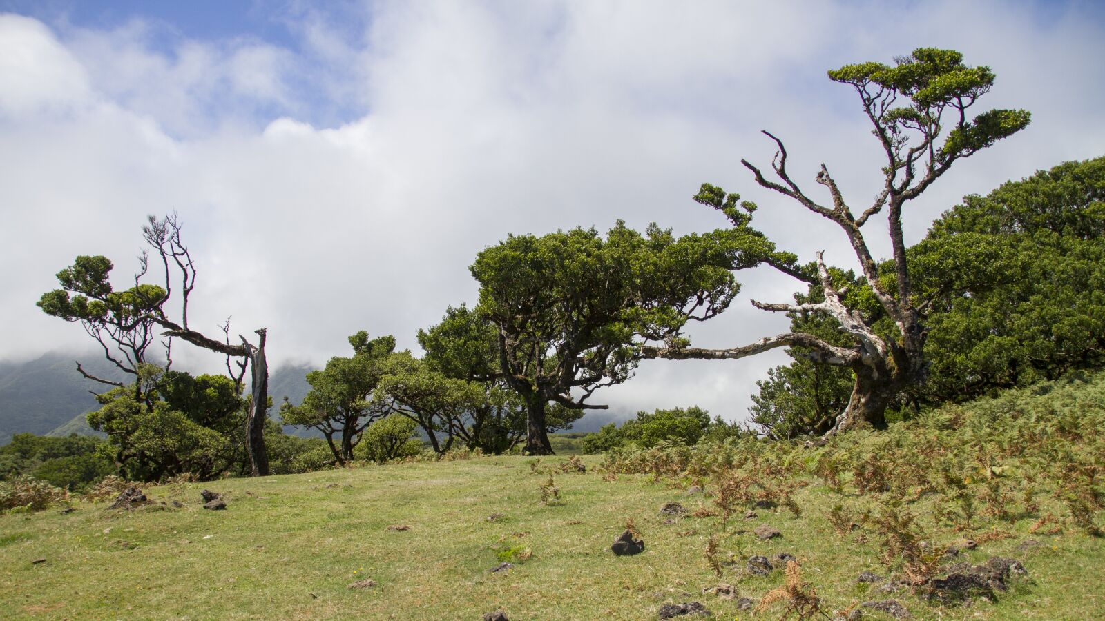 Canon EOS 7D sample photo. Laurel forest, laurel tree photography