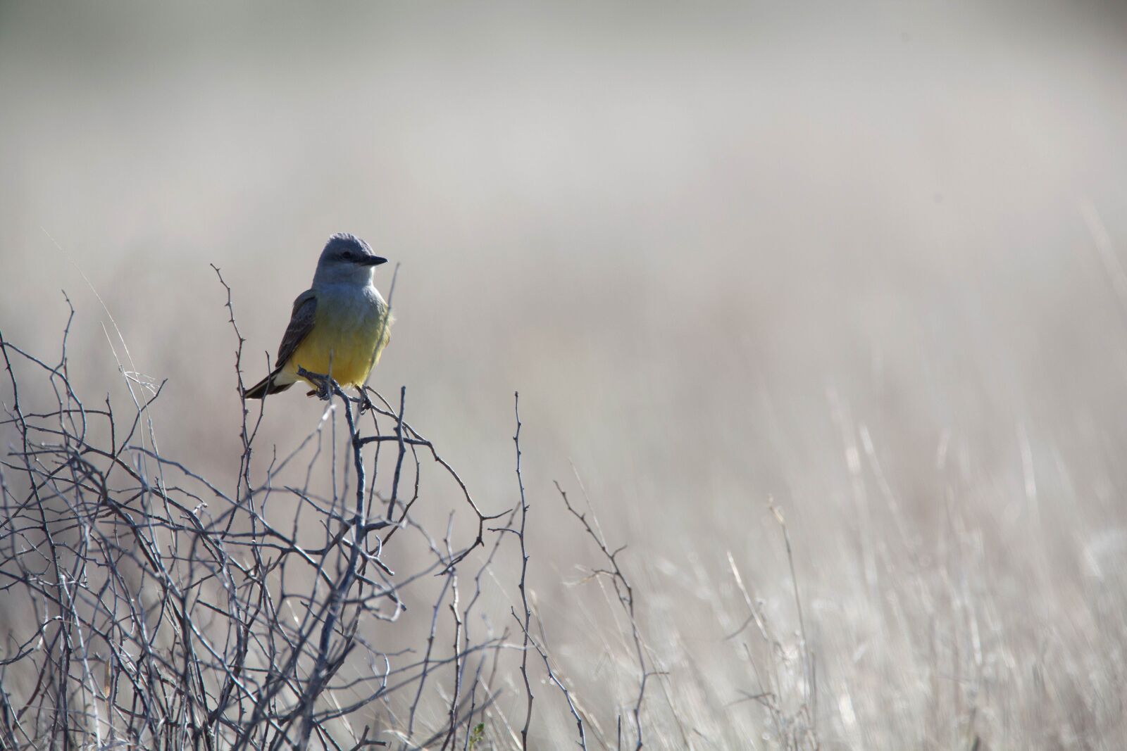 Canon EOS 5D Mark II sample photo. Western, kingbird, large, flycatcher photography