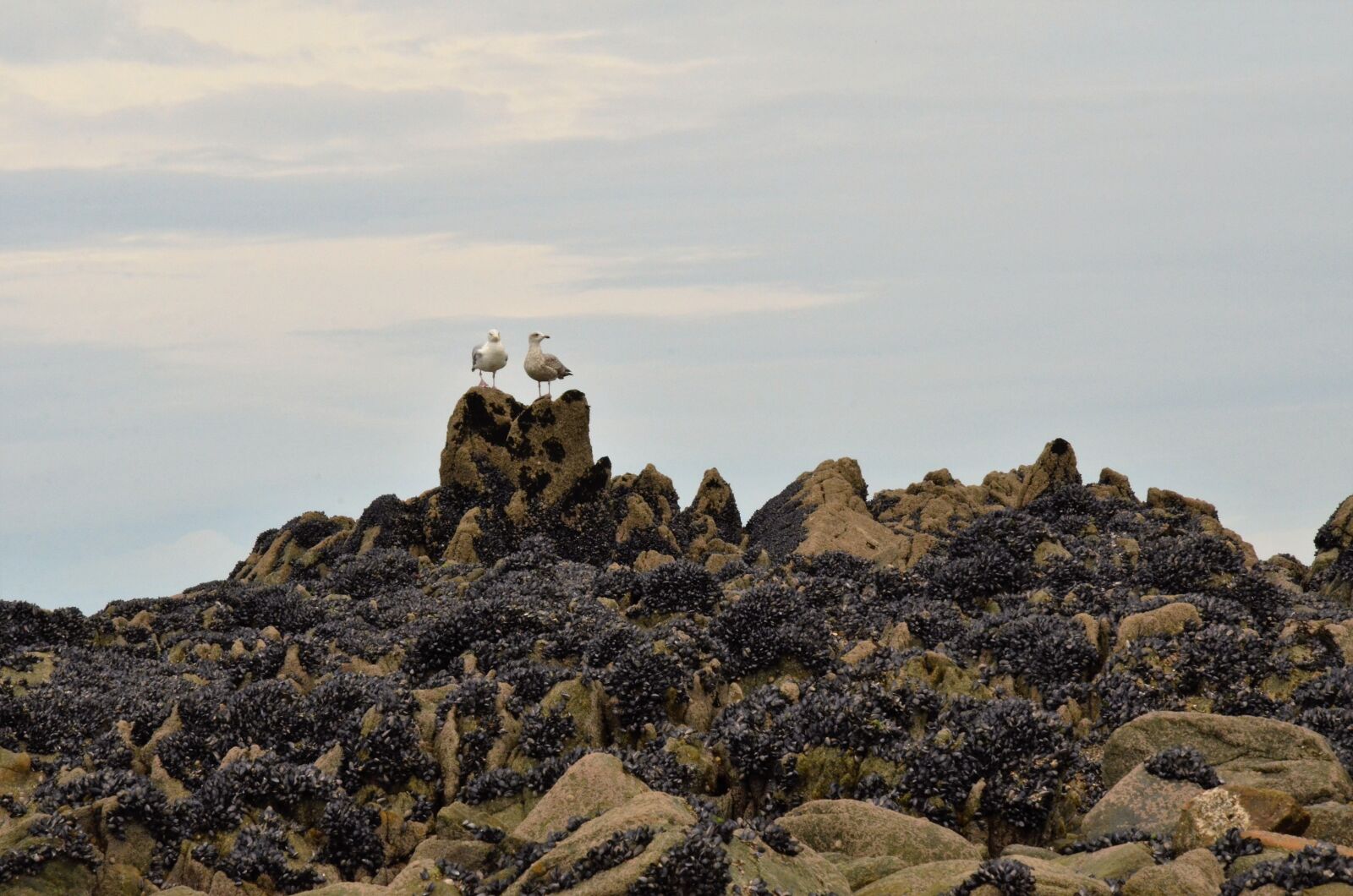 Nikon D7000 sample photo. Seagull, bird, mussel photography