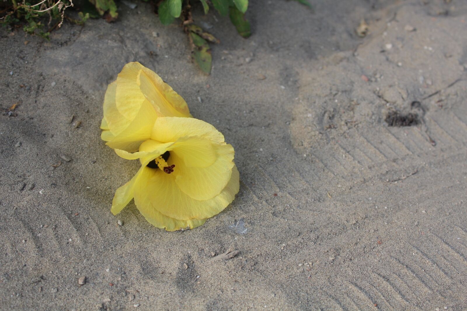 Canon EOS 600D (Rebel EOS T3i / EOS Kiss X5) sample photo. Yellow hibiscus, yellow, flower photography