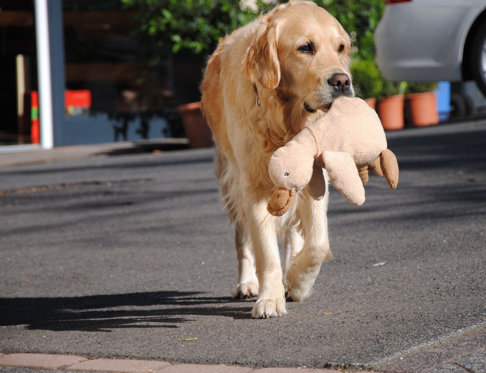 Nikon D3000 sample photo. Dog, golden retriever, animal photography