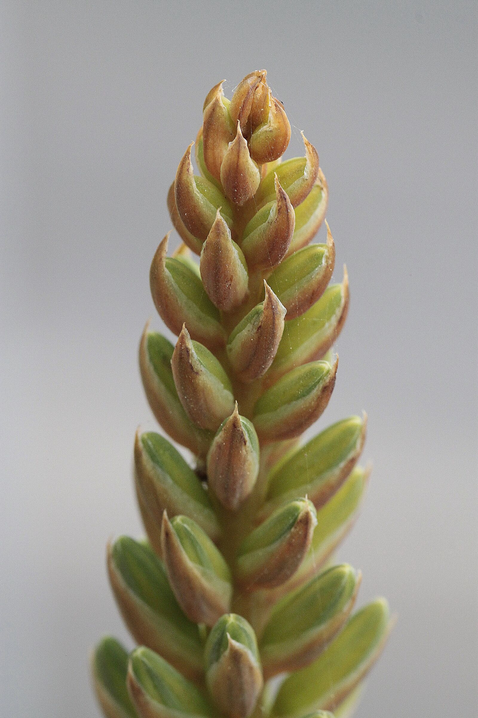 Canon EOS 500D (EOS Rebel T1i / EOS Kiss X3) sample photo. Nature, plant, triticum photography