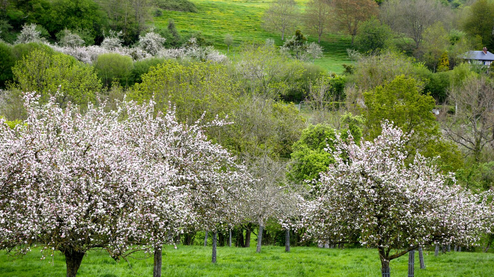 Canon EF 24-105mm F4L IS USM sample photo. Apple, tree, normandy photography