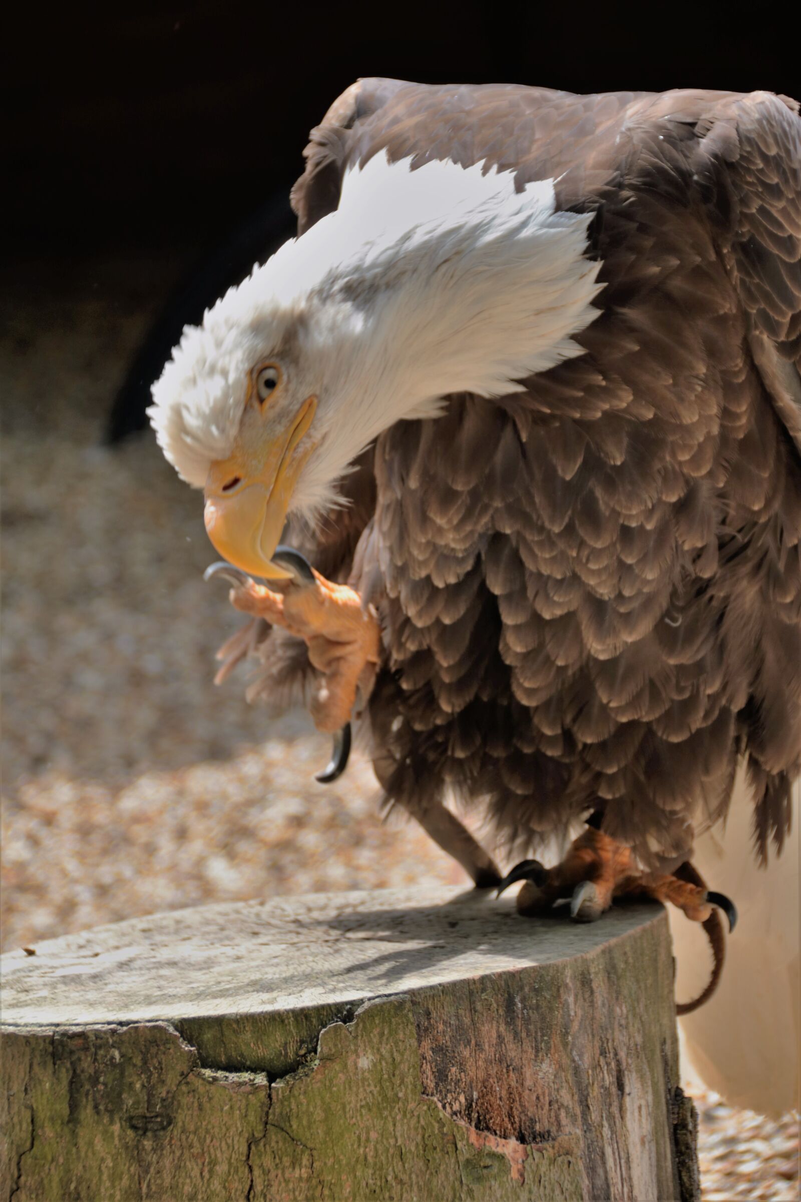 Canon EOS 760D (EOS Rebel T6s / EOS 8000D) sample photo. Bald eagle, talon, bird photography