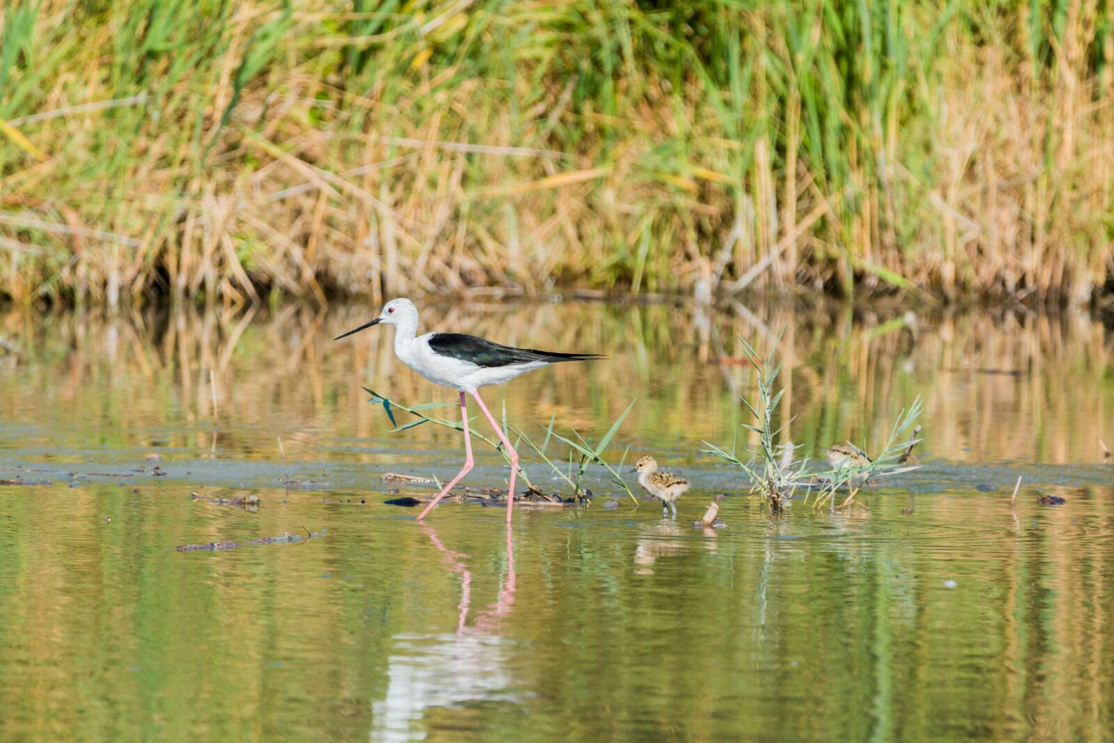 150-600mm F5-6.3 DG OS HSM | Contemporary 015 sample photo. Stilt bird, young, nest photography