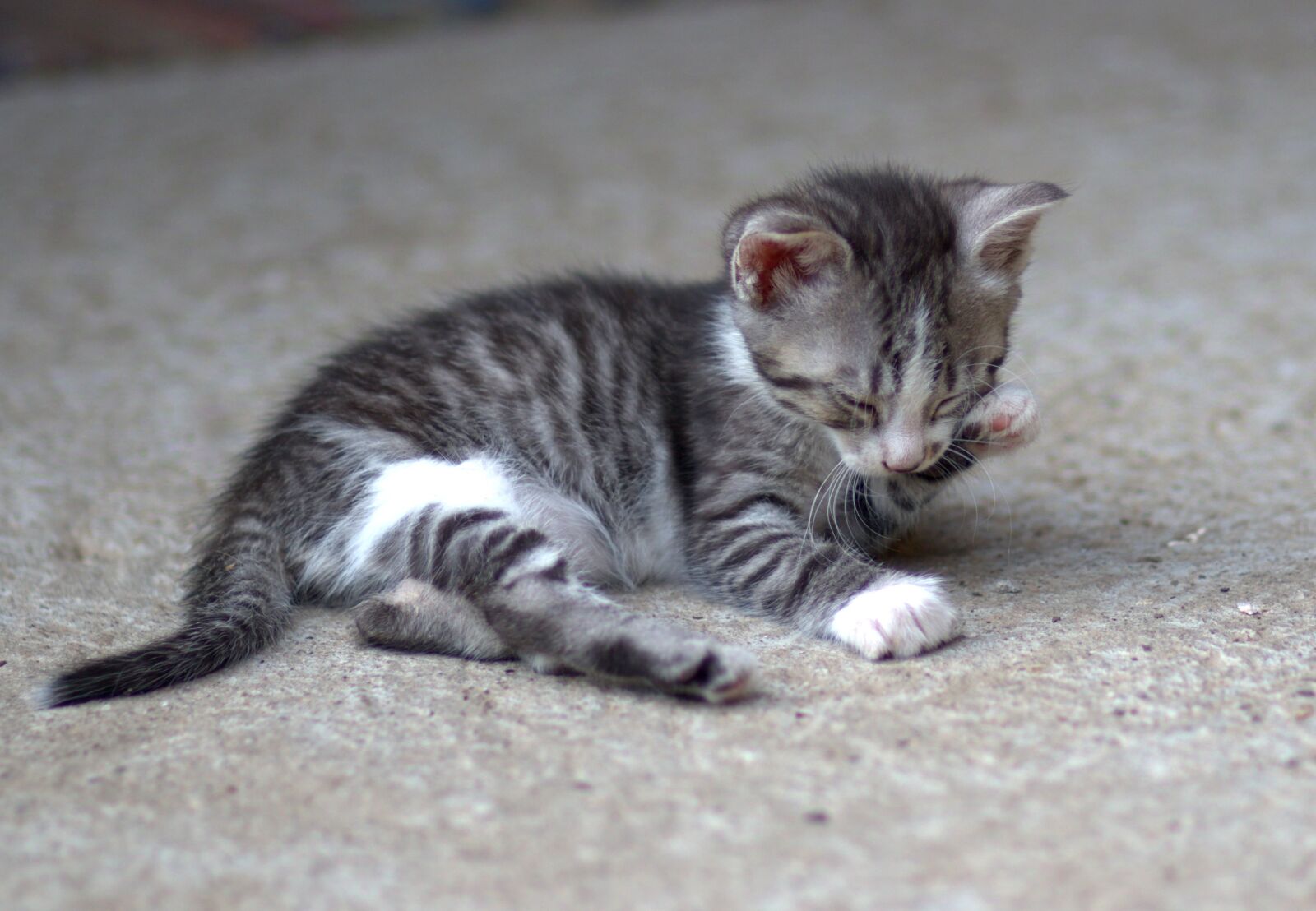 Canon EF 85mm F1.8 USM sample photo. Cat, little, playful photography